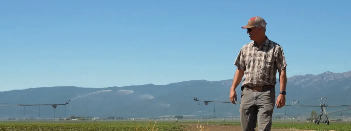 A man in a red cap, plaid shirt, and sunglasses walks through a potato field with center-pivot irrigation equipment in the background.