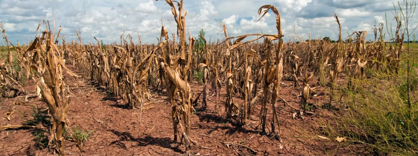 Crops impacted by drought conditions