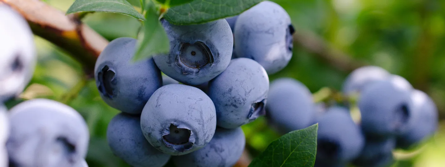 Blueberries