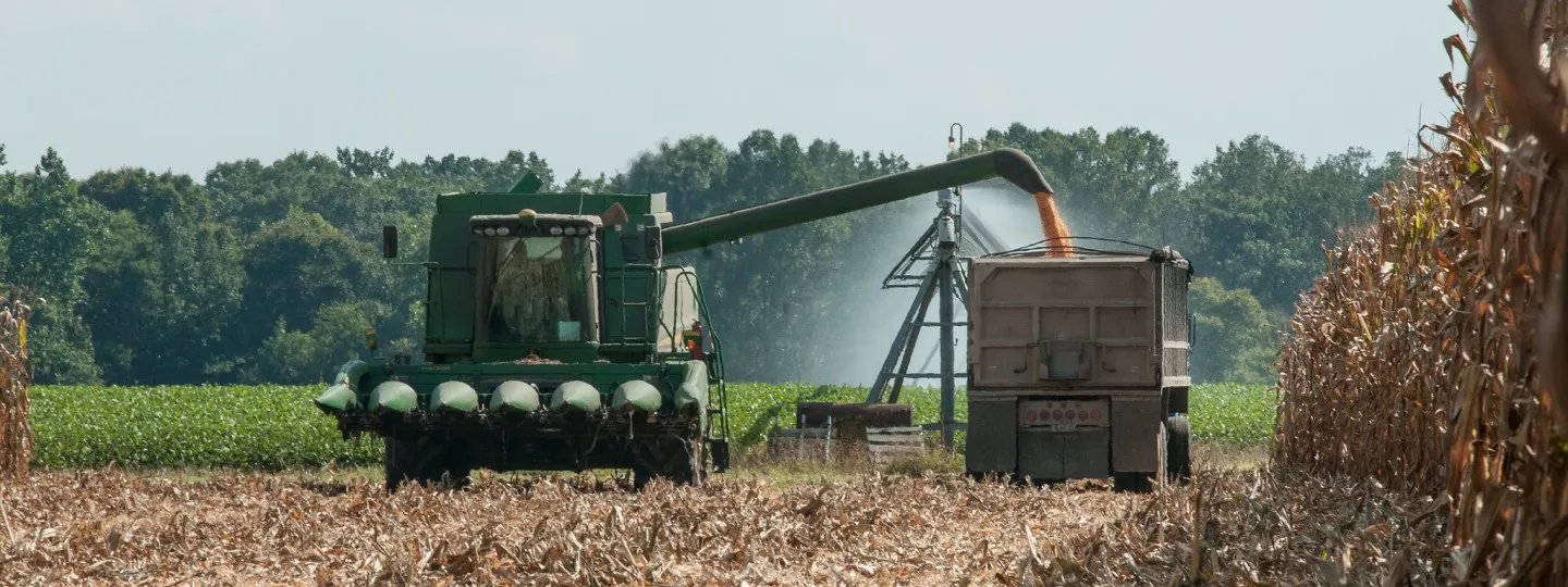  six-row corn harvester operating during the feed corn harvest
