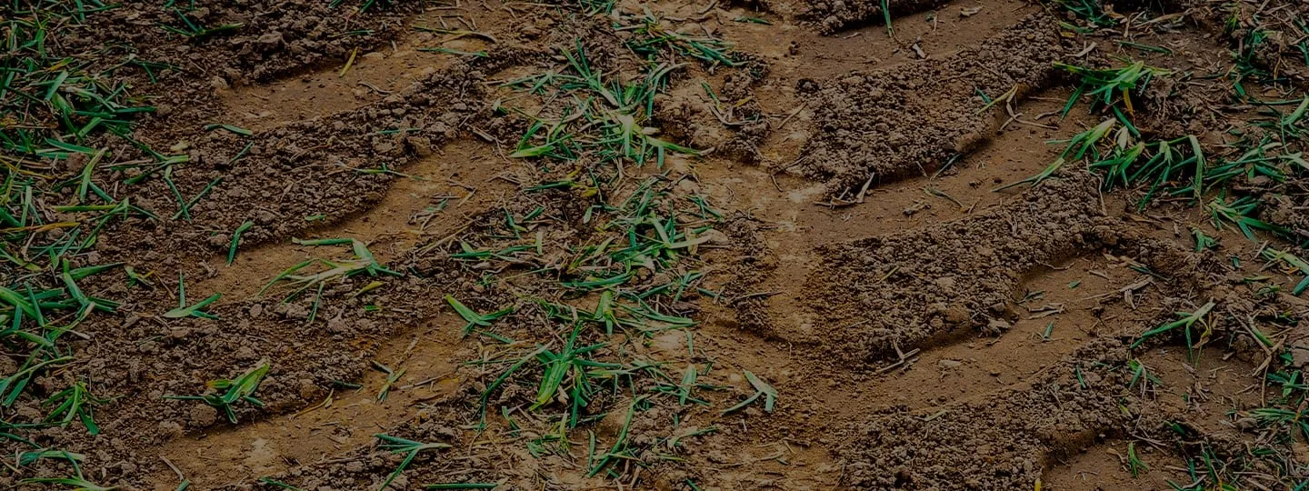 turfgrass