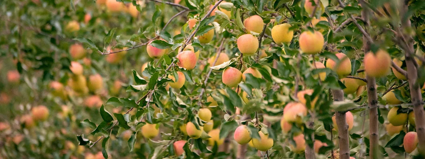 Apple trees