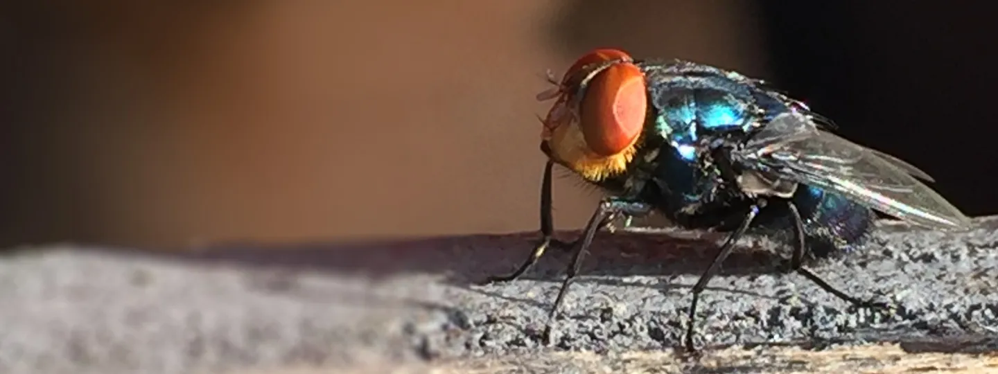 Close up image of a screwworm fly. It has a black and blue/green iridescent body and orange eyes