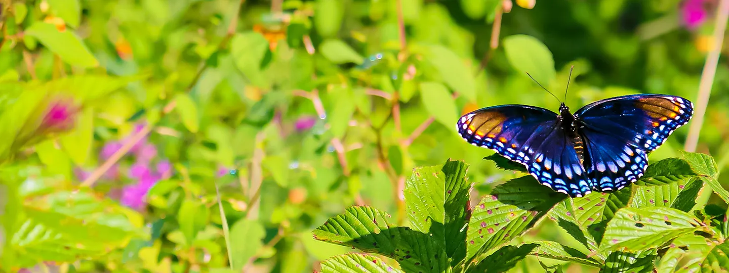 A butterfly with dark blue wings with orange and blue tips alights on a branch, its wings fully extended.