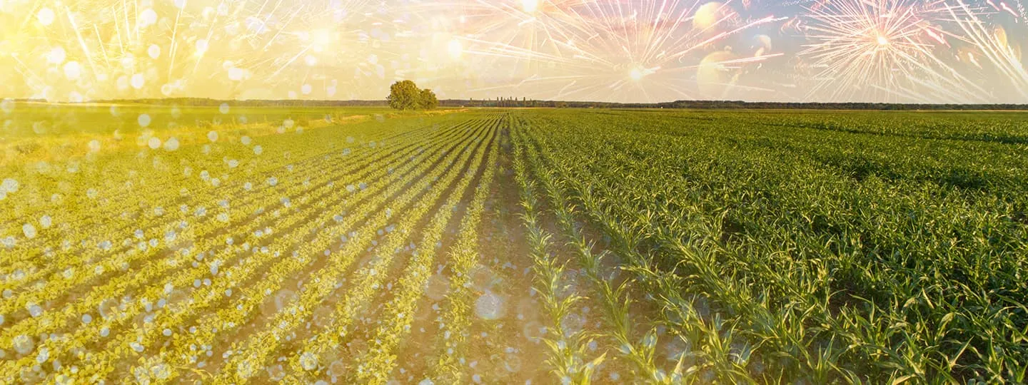 Rows of crops stretching to the horizon with an overlay of fireworks
