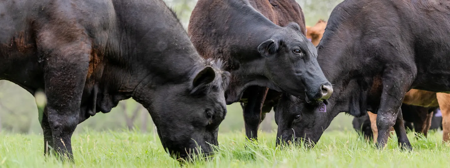 Black cattle grazing on green grass in a pasture.
