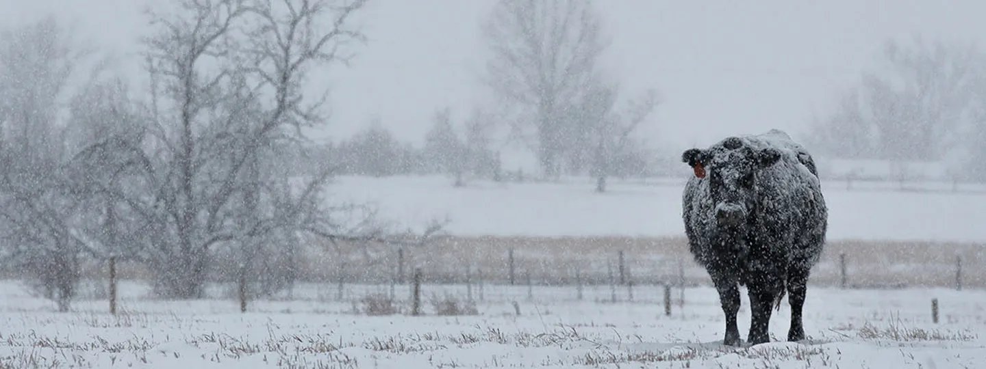 A loan cow stands amid a wintery landscape