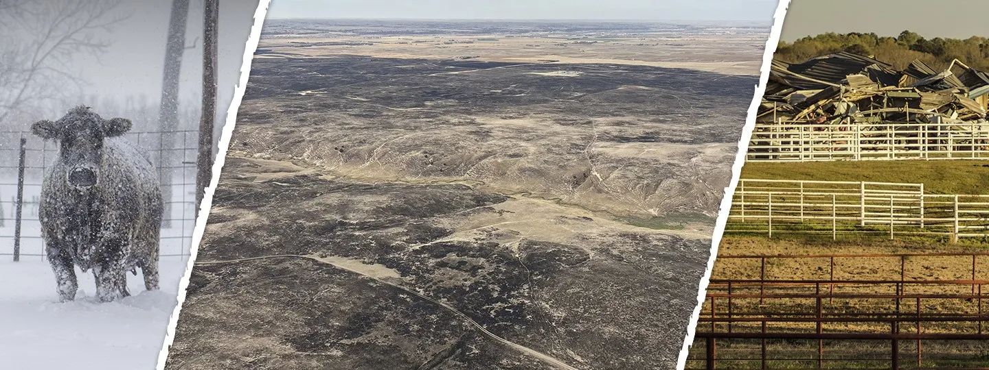 A triptych showing three scenes: a snow-covered cow in a blizzard, an aerial view of a vast, dry, and possibly burned landscape, and a pile of collapsed building debris behind fences.