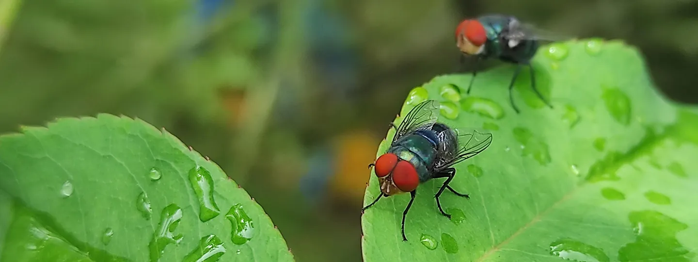 Two new world screwworm flies on a wet green leaf