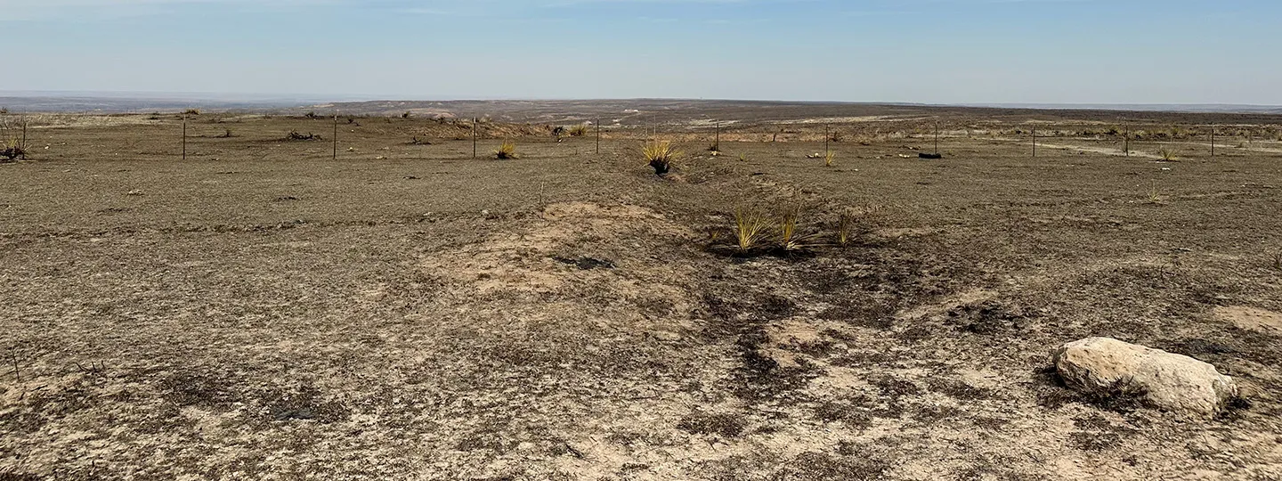 land after a wildfire