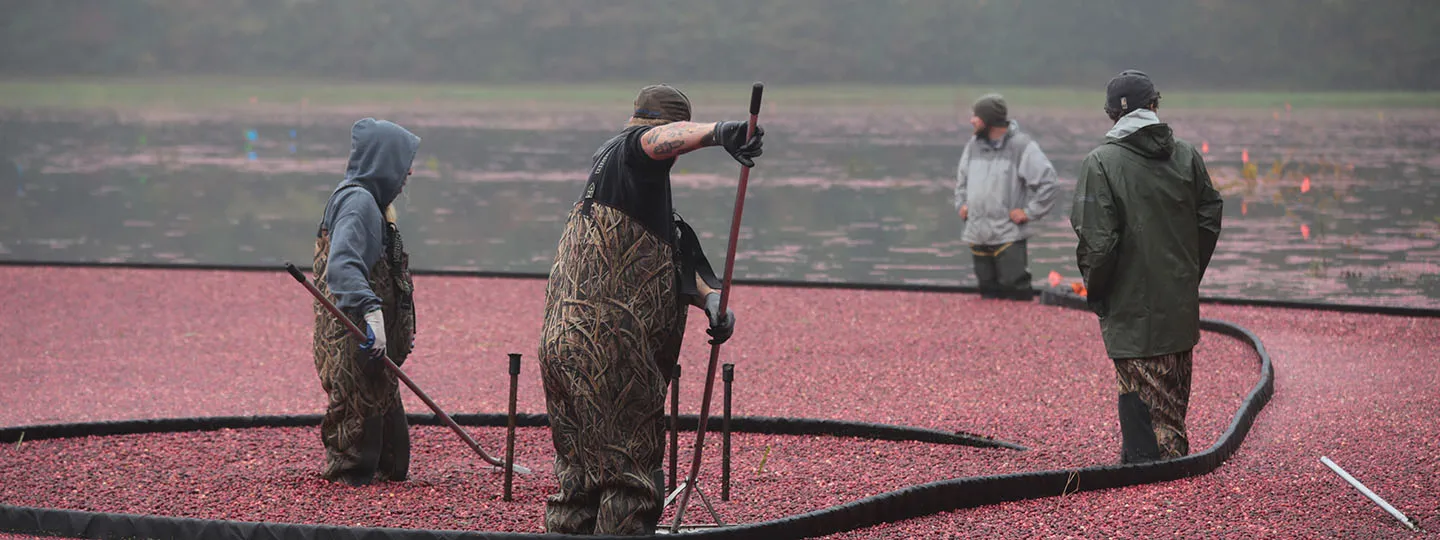 producers working in a cranberry bog