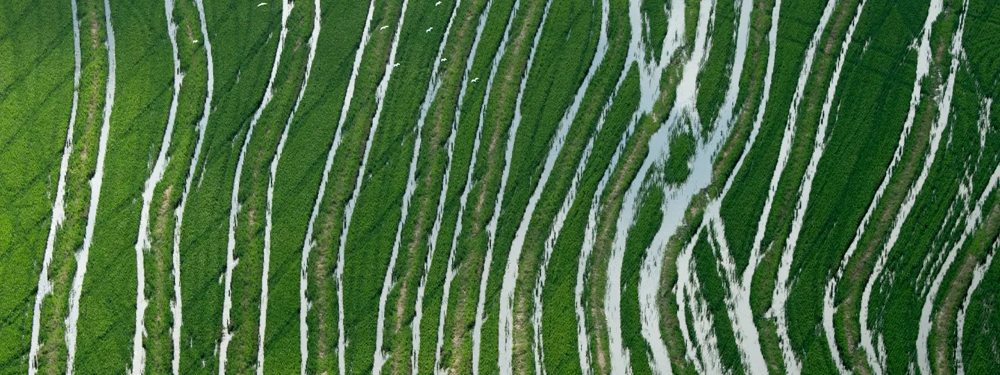 hurrican- damaged pastures in wavy line formations