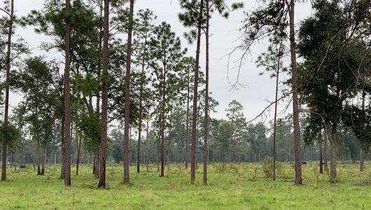 Pine forest on a cloudy day