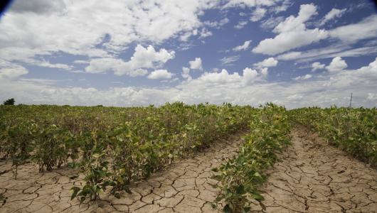 Rows of dry crops sitting on parched land