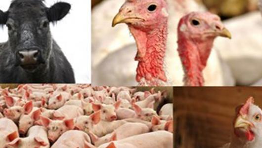 Photo collage of four images of cattle, turkeys, hogs, and roosters