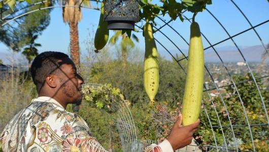 Person inspects zucchini hanging on vine