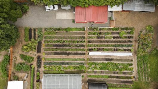 Aerial view of urban garden