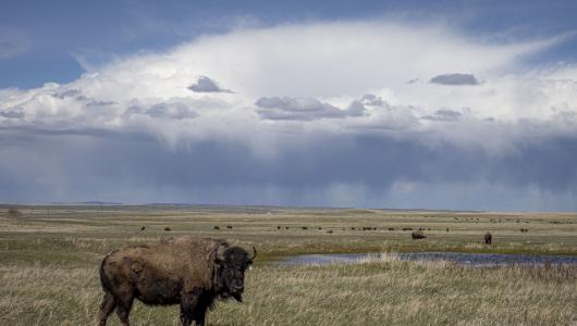 A buffalo standing on open rolling hills
