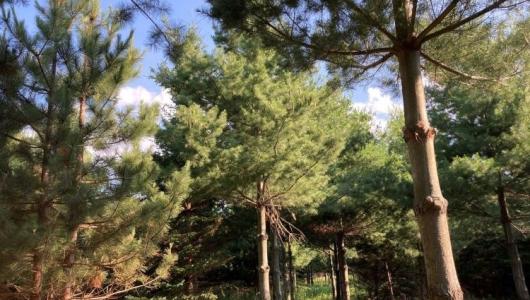 Pine trees in forest