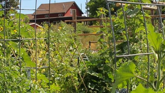 Organic Garden 