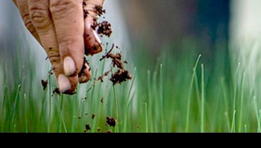 Hand dropping seeds in soil