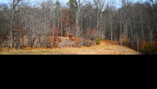 Trees in brush with Winter foliage