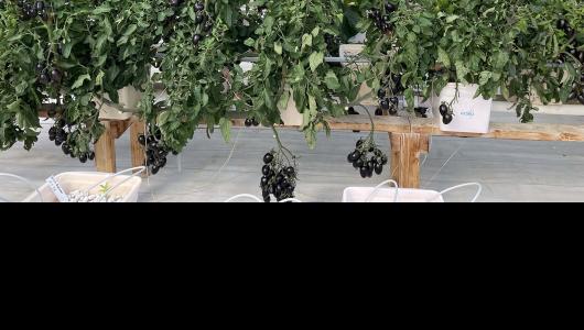 Grapes on vines