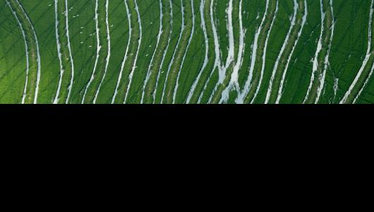 Aerial view of flooded crops