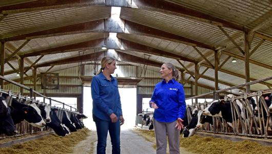 Two people walking in a cattle feeding barn