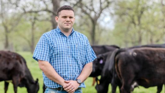 Person standing near cattle