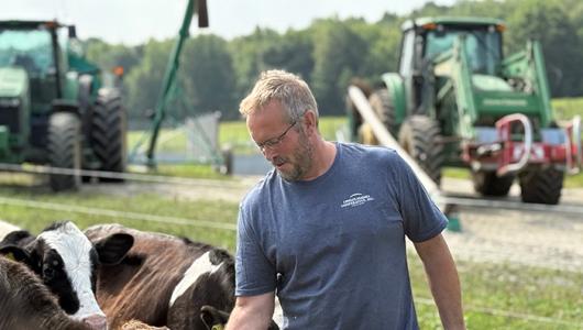 Person petting a cow