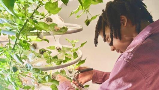 Person pruning plant