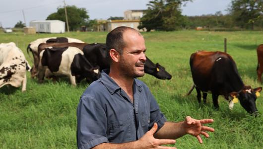 Person standing in a pasture near cows