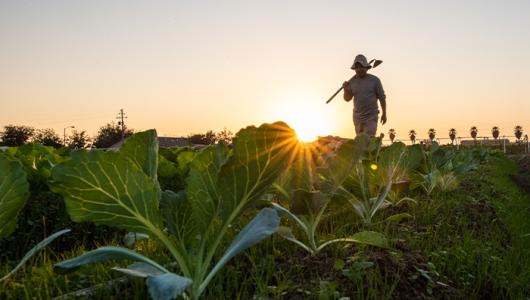 Person in field with a hoe on shoulder