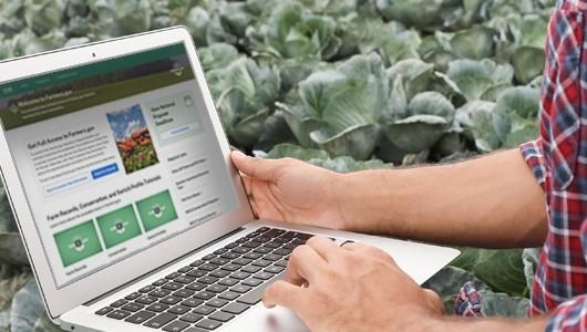 A person in a plaid shirt somewhat inexplicably uses a laptop to create a farmers.gov account while crouching among rows of cabbage