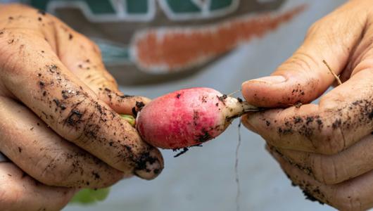 Hands holding a turnip