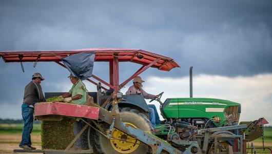 Two people on a grass cutting tractor