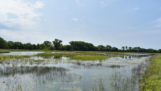 Water in wetland
