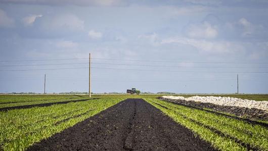 tractor on a field row