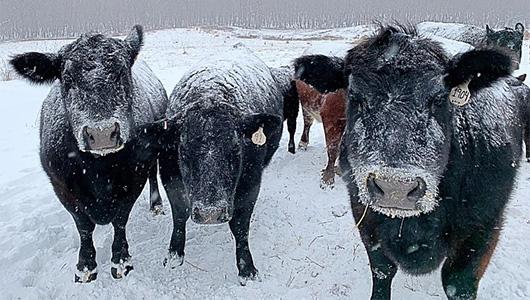 Cows in snow