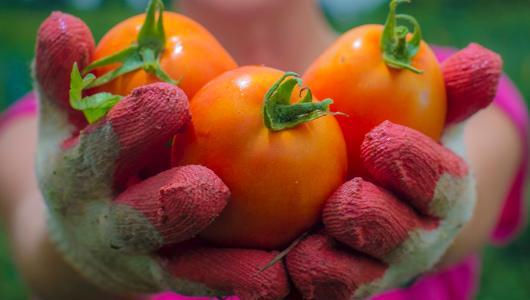 Hands holding tomatoes
