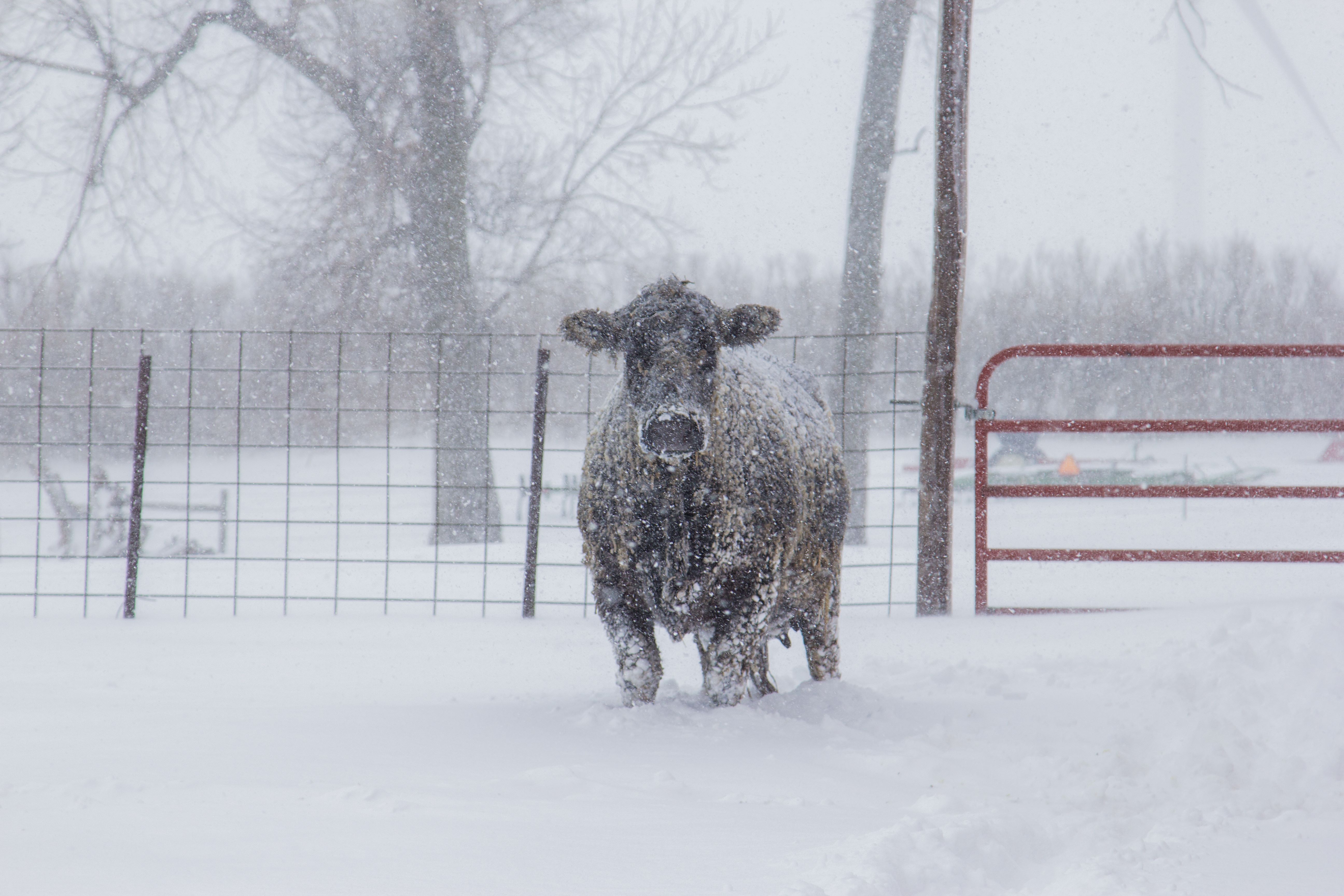 Cow standing in snow